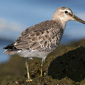 Red Knot